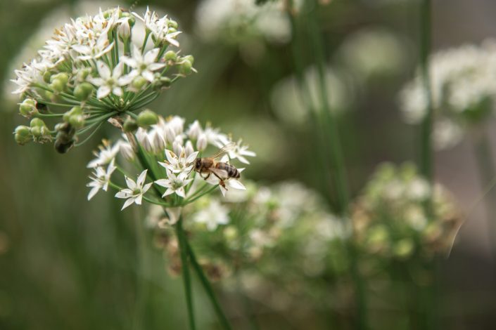 влаштування газону та квітника